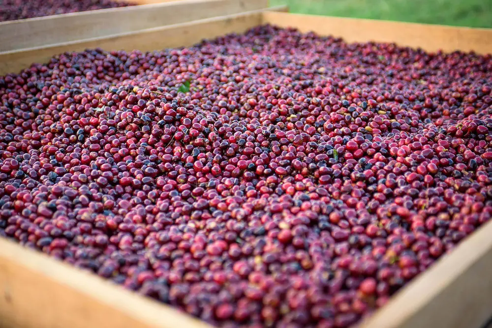 Hacienda-La-Esmeralda najskuplje kafe