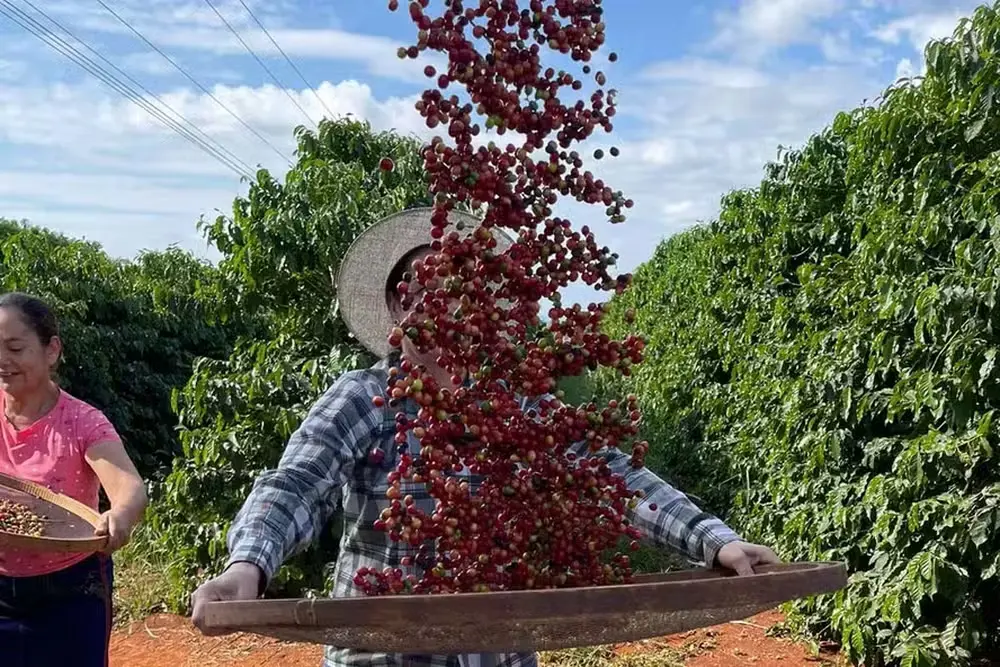 Natural obrada kafe u Brazilu