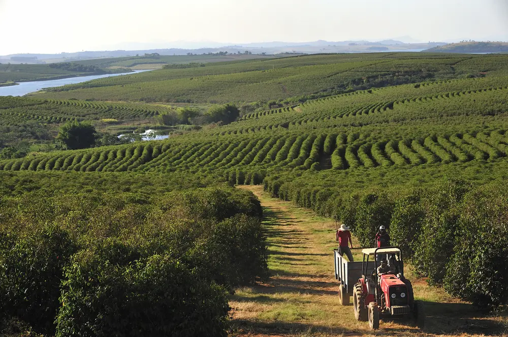 Plantaža kafe u Brazilu