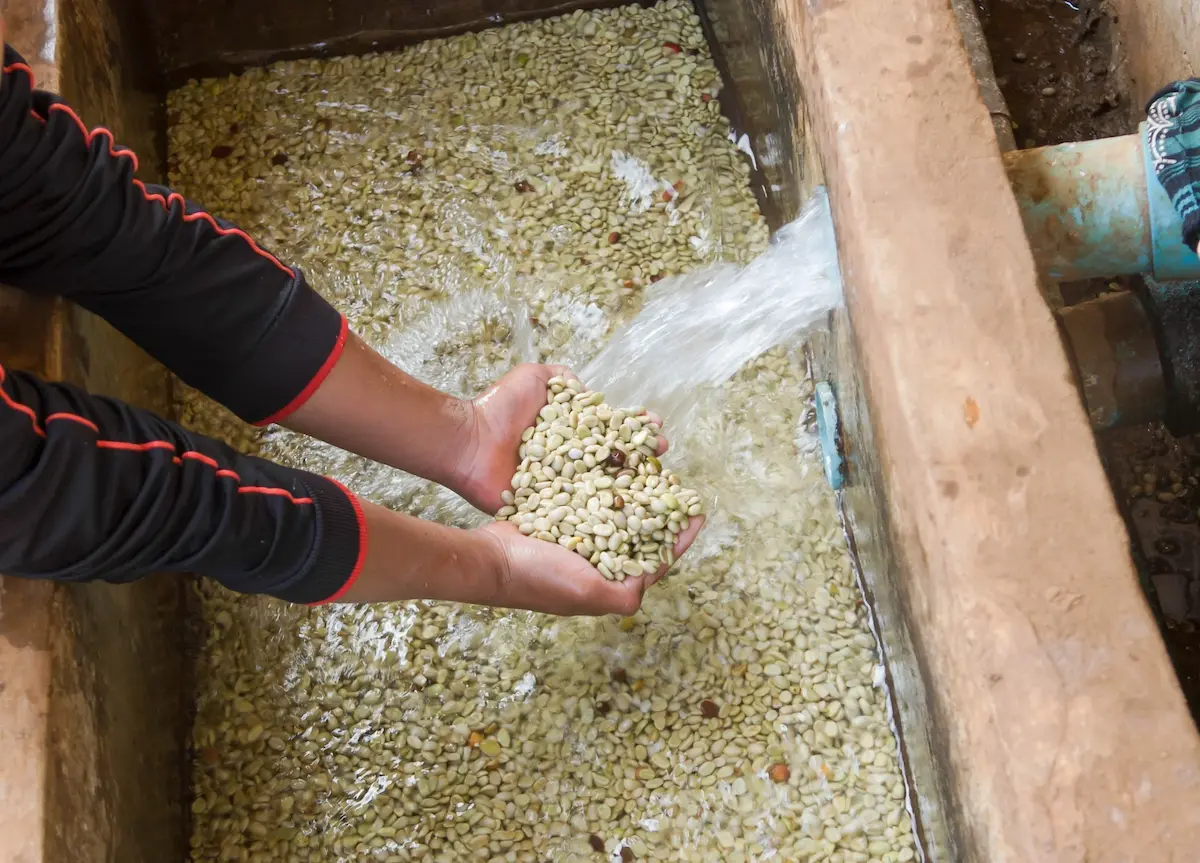 Washed obrada kolumbijske Arabika kafe